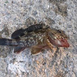 今日は外道デー