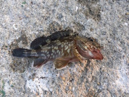 今日は外道デー