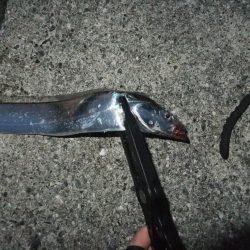 今年初タチウオ、グッドサイズ！