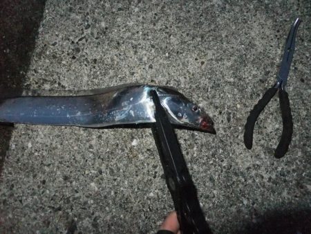 今年初タチウオ、グッドサイズ！