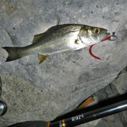 良く引きました