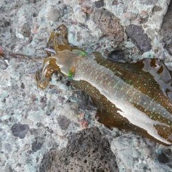 アオリイカ調査