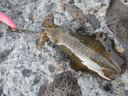 アオリイカ調査