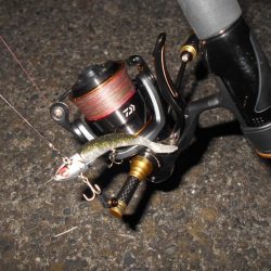 厳しい時はアルカリjr.の出番…か？。