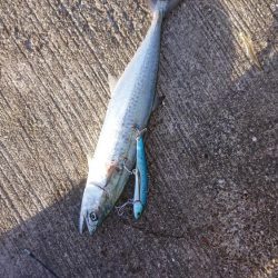 尺アジ、サゴシ