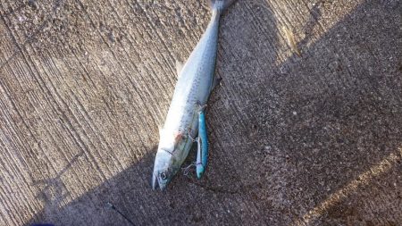 尺アジ、サゴシ