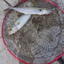 神戸空港でショアジギ