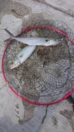 神戸空港でショアジギ