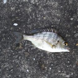 河口でちょい投げ釣り