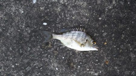 河口でちょい投げ釣り