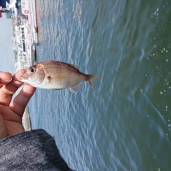 お盆の海遊館裏