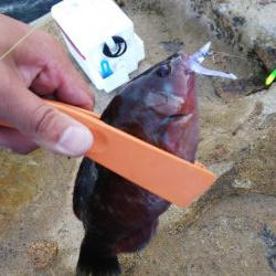 ガシラの刺身が食べたくて