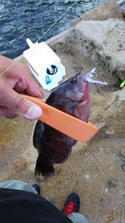 ガシラの刺身が食べたくて