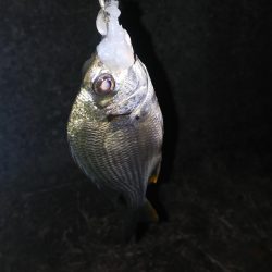泉南周辺でウナギ釣り