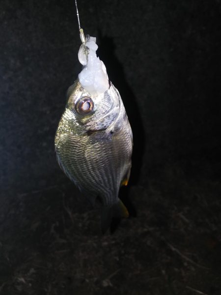 泉南周辺でウナギ釣り