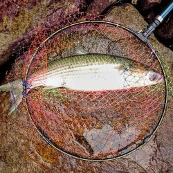 盆休みチヌ釣り特訓