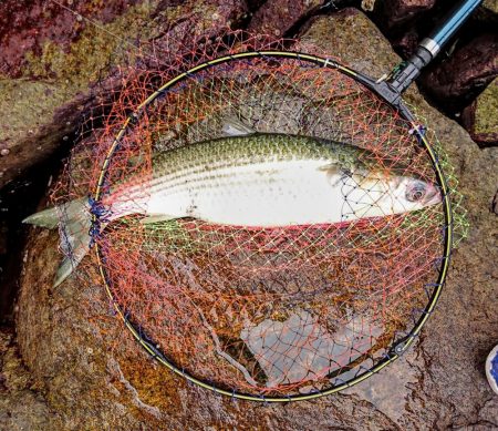 盆休みチヌ釣り特訓