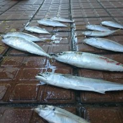 デイアジング成立！