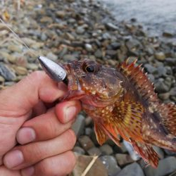 もっと釣れると思ったが…