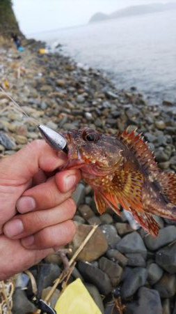 もっと釣れると思ったが…