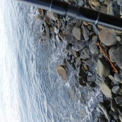 ガシラしか相手してくれへん