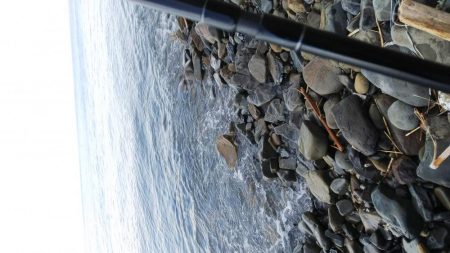 ガシラしか相手してくれへん