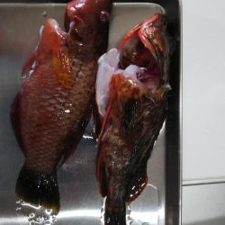 ベラしかおらんのかっ！