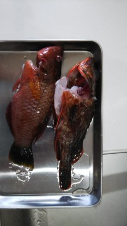 ベラしかおらんのかっ！