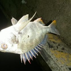 五目釣りならず