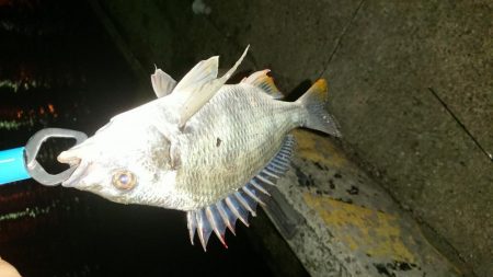 五目釣りならず