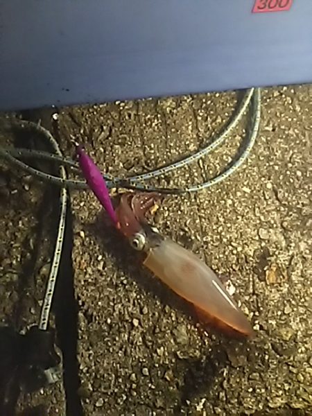 ケンサキぃょぃょスタートか!?