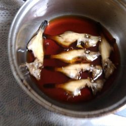 サビキ仕掛けで小グレが大漁