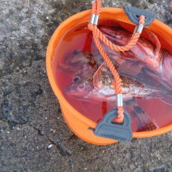 シオ釣れないけどお土産確保