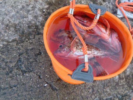 シオ釣れないけどお土産確保