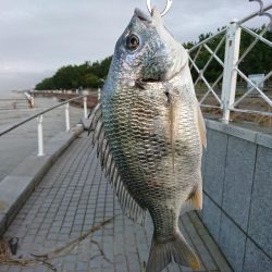 アジングでキビレ