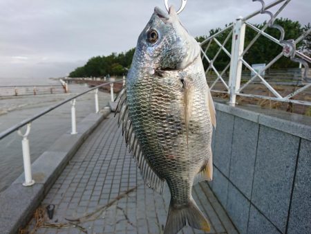 アジングでキビレ