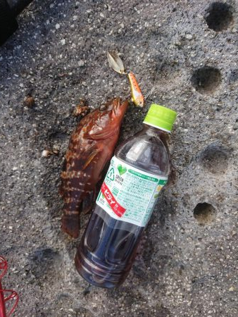 チニング&ロックフィッシュ