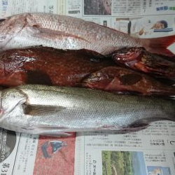 チニング&ロックフィッシュ