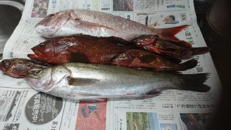 チニング&ロックフィッシュ