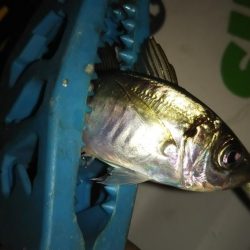 マズメアジング