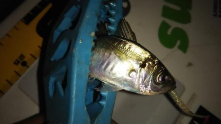 マズメアジング