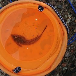 久しぶりのキス釣り