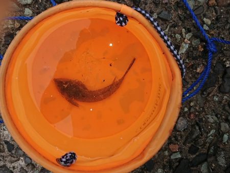 久しぶりのキス釣り