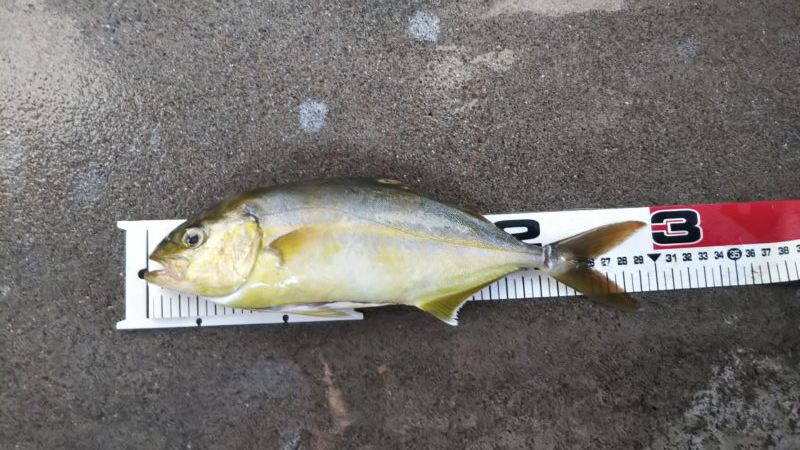 八丈島スーパーショアジギング