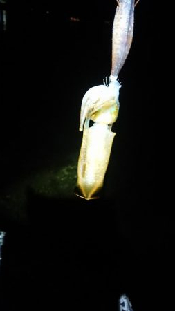 短時間エギング