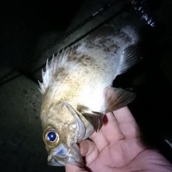 いろいろ釣れたアジング