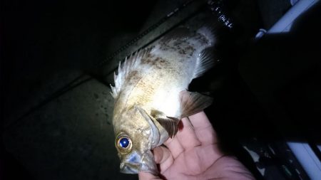 いろいろ釣れたアジング