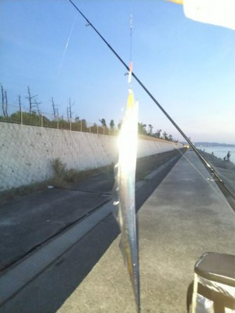 今年、初サゴシ。太刀魚入れ食い。