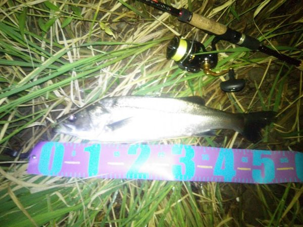 円山川！！夏シーバス！