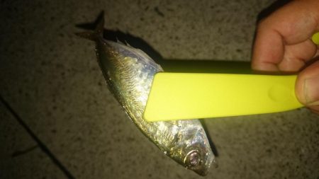 アジング修行中